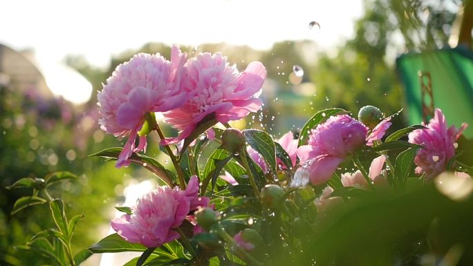 雨落在美丽的花牡丹。夏天的阳光。花园，自然