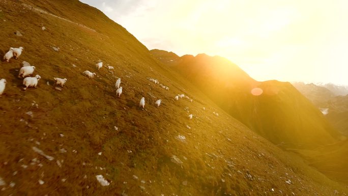 群羊放牧对自然景观山草地场鸟瞰图