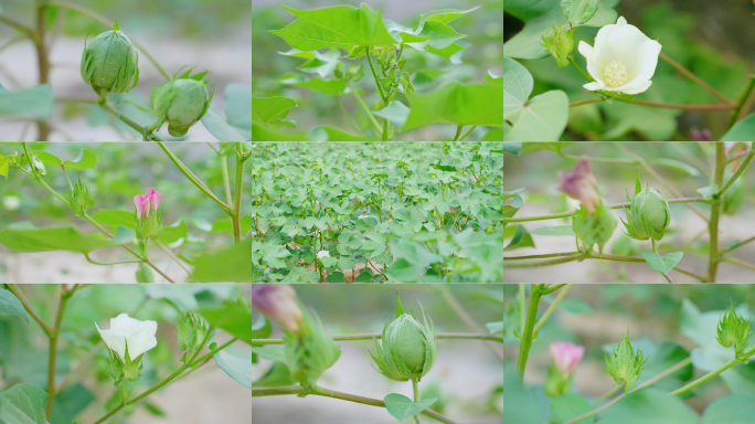 棉花 棉花种植 棉花地 农业农田农作物