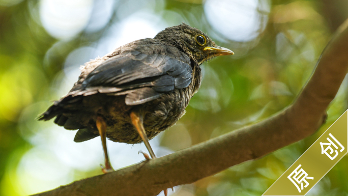 森林生态鸟类自然动物鸟特写枝头小鸟