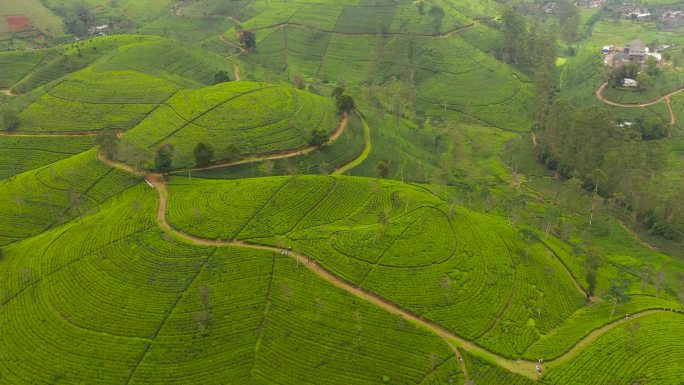 斯里兰卡绿茶种植园的无人驾驶飞机。茶园景观。Maskeliya.