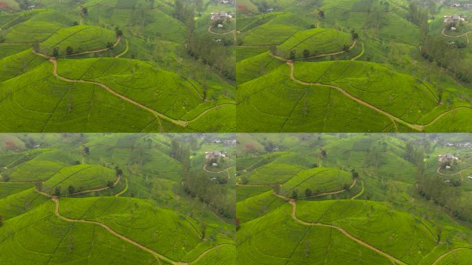 斯里兰卡绿茶种植园的无人驾驶飞机。茶园景观。Maskeliya.