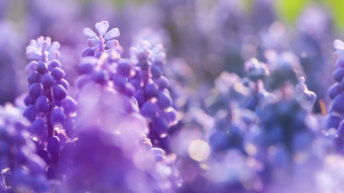 马斯卡里的蓝色花朵。春季花卉背景。