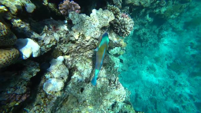 一条明亮的鹦鹉鱼在红海的珊瑚中航行.