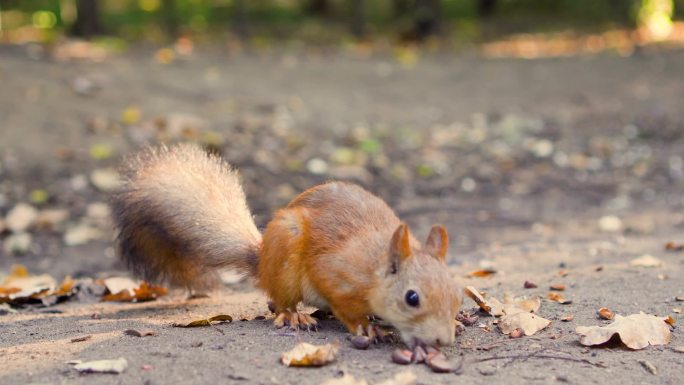 可爱饿红松鼠毛茸茸蓬松的尾巴，坐在地上吃雪松坚果。阳光灿烂的秋天
