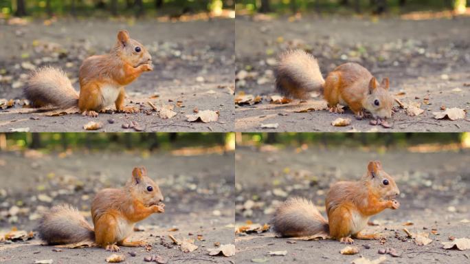 可爱饿红松鼠毛茸茸蓬松的尾巴，坐在地上吃雪松坚果。阳光灿烂的秋天