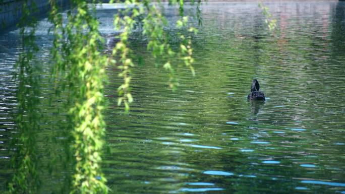 湖中垂柳黑天鹅