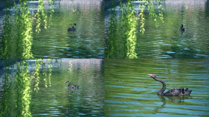 湖中垂柳黑天鹅
