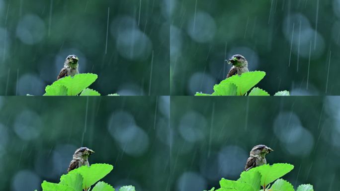 雨中小鸟觅食