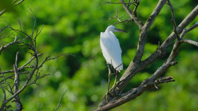 白鹭站在树枝上 野生动物 生态环境