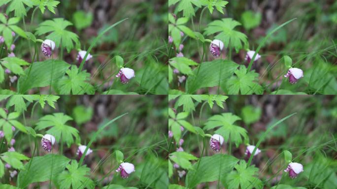 珍稀野生药用植物：斑花杓兰