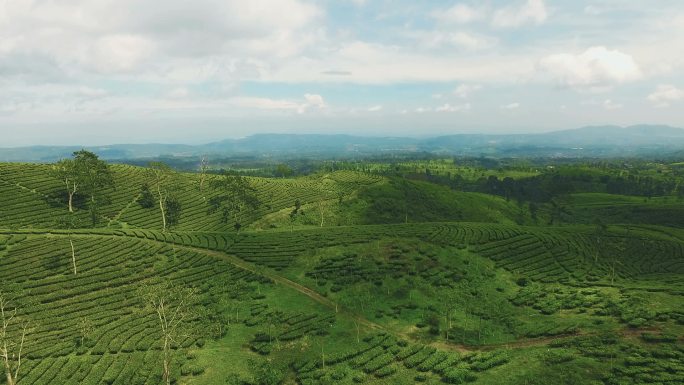 绿茶叶种植园的鸟瞰图