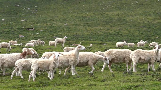 草原牧羊