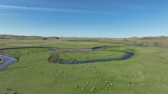 航拍草原河湾牧场羊群