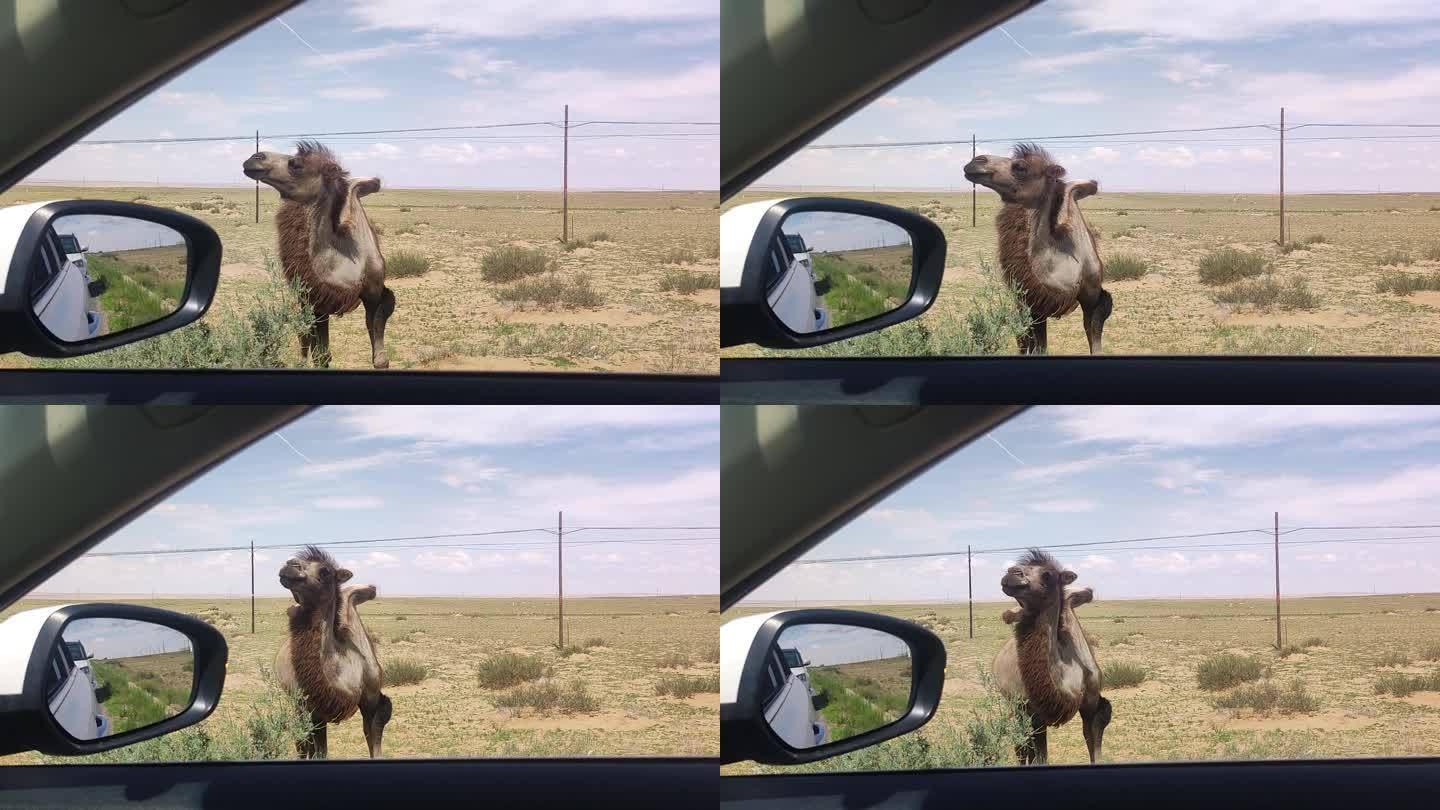 车外的骆驼