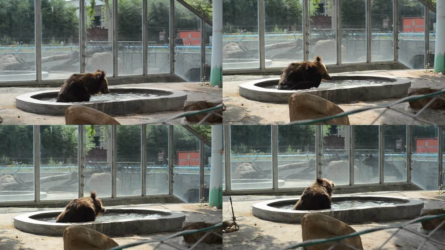 动物园棕熊洗澡