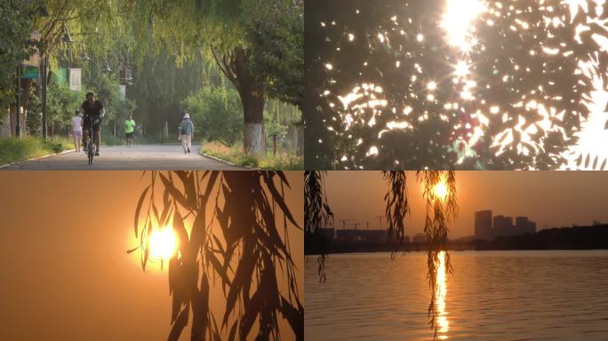 河边日出骑行晨跑健身锻炼柳树太阳剪影