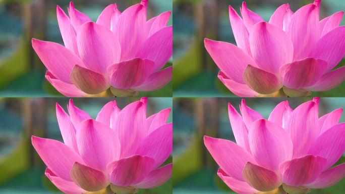 粉红色的莲花花。版税高品质的免费股票画面美丽的粉红色莲花。背景是粉红色的莲花和黄色的莲花芽在池塘。乡