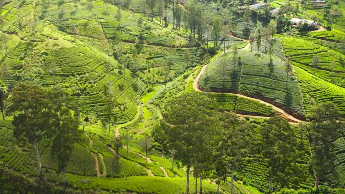 从空中俯瞰热带风景，山中有茶园。茶园，斯里兰卡。