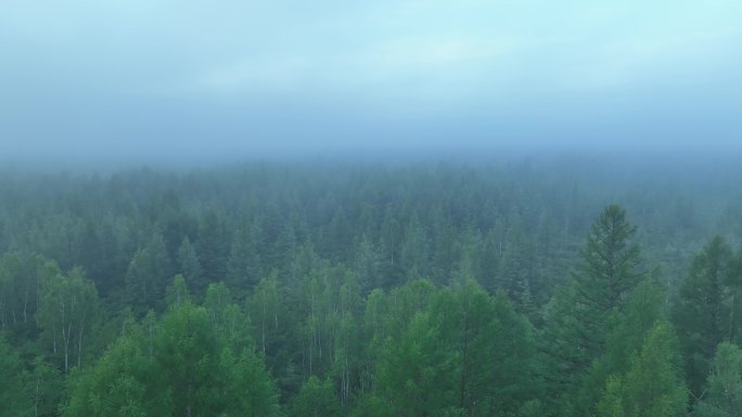 航拍黎明云雾迷漫的森林