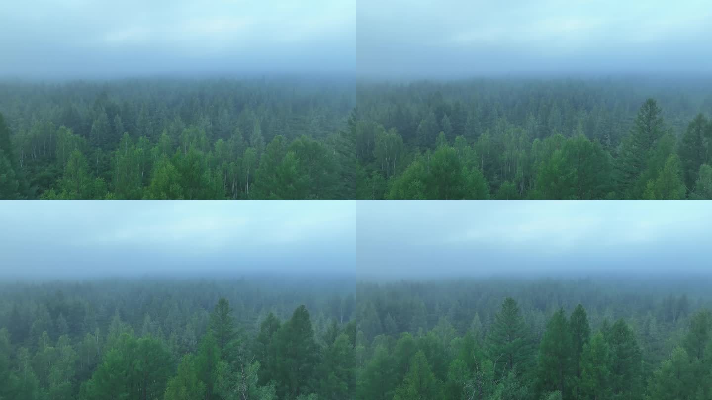 航拍黎明云雾迷漫的森林