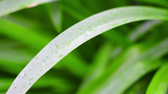 夏天雨中雨滴落到草叶上水珠绿叶特写