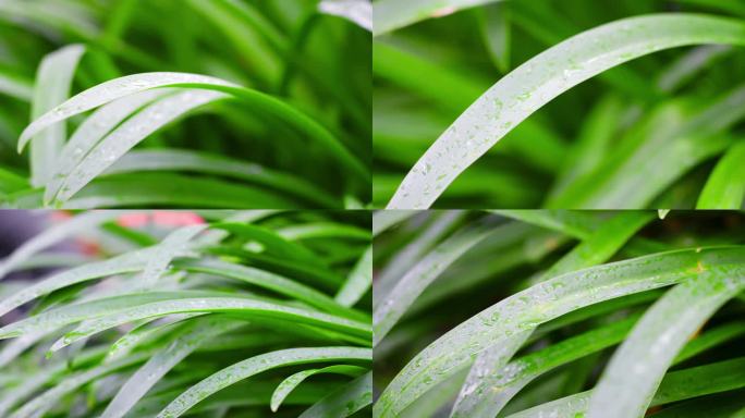 夏天雨中雨滴落到草叶上水珠绿叶特写