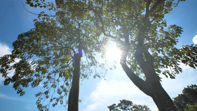 阳光透过树叶阳光树荫