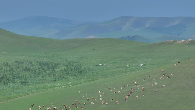 草原牛羊群航拍超清大景