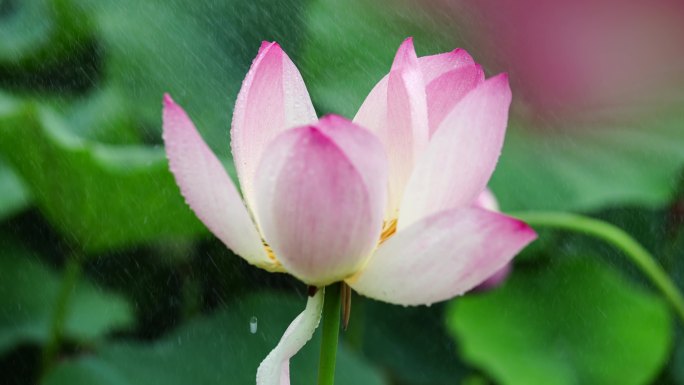 雨中池塘里摇曳的荷花