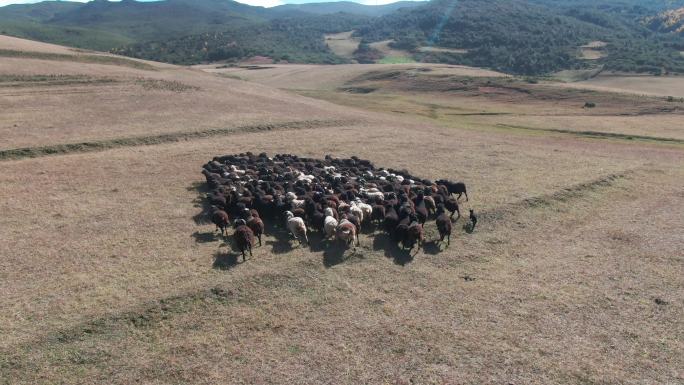 4k羊群航拍凉山 日都迪萨