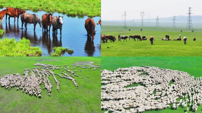 4K草原上牛羊吃草