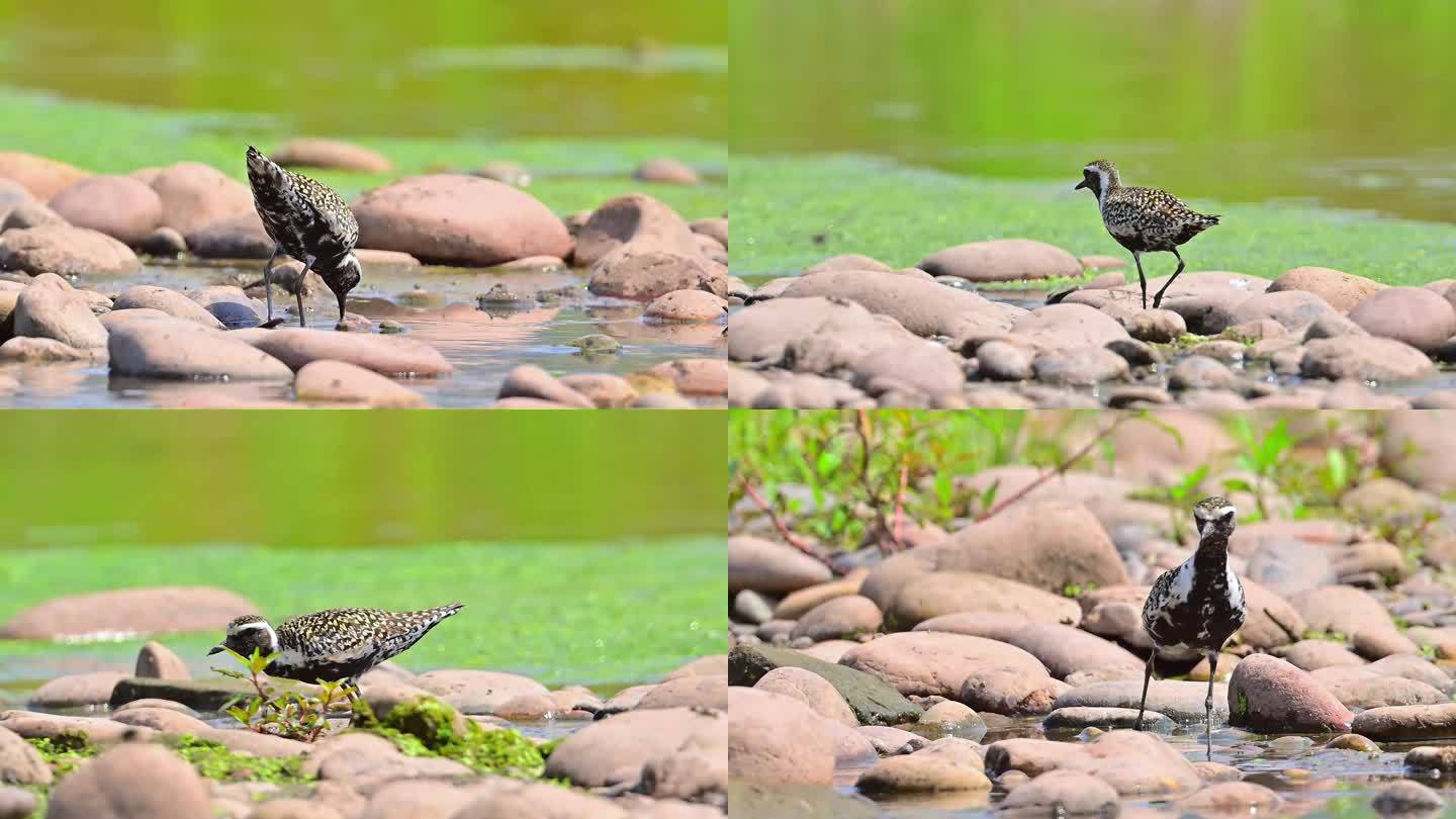 迁徙水鸟金斑鸻水中觅食视频