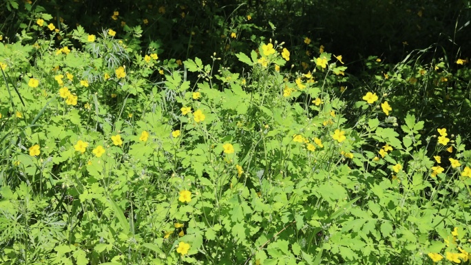 野生药用植物白屈菜