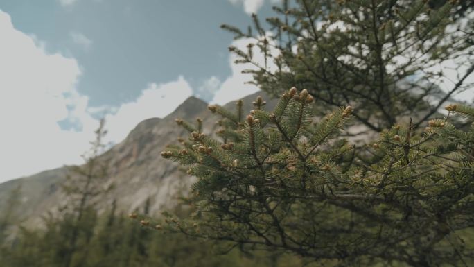 少女行走在森林中 原始森林 雪山 高原