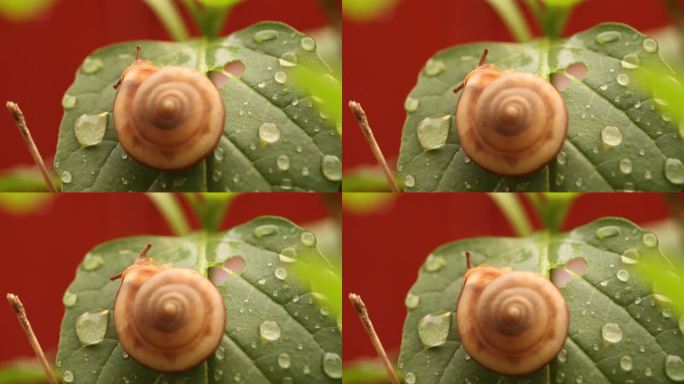 叶子上的蜗牛