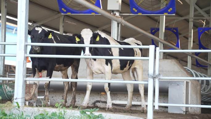 奶牛养殖基地 养殖奶牛现代化饲养工厂