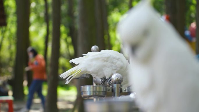 白鹅 鹦鹉 孔雀 猴子生态公园实拍