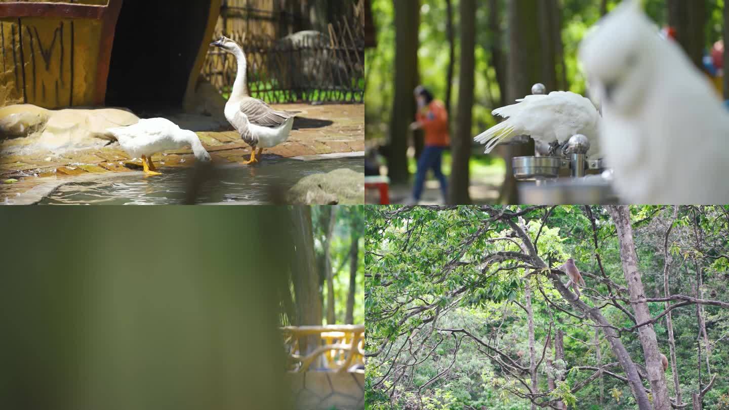 白鹅 鹦鹉 孔雀 猴子生态公园实拍