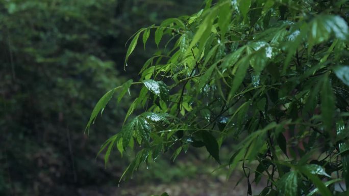 4K森林中雨天雨滴雨打树叶