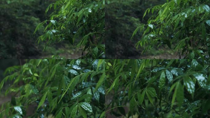 4K森林中雨天雨滴雨打树叶