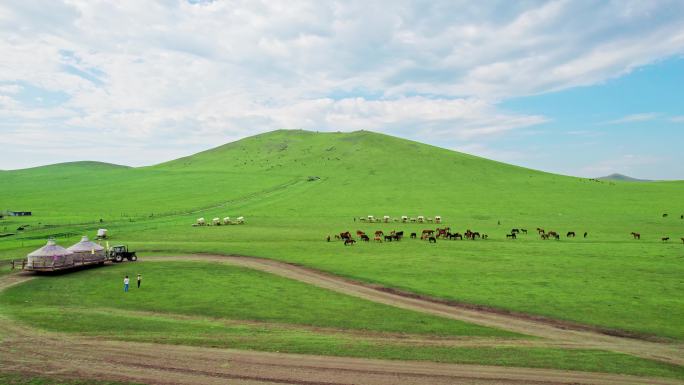 内蒙古大草原黑山头蒙古包营地马群牛群骆驼