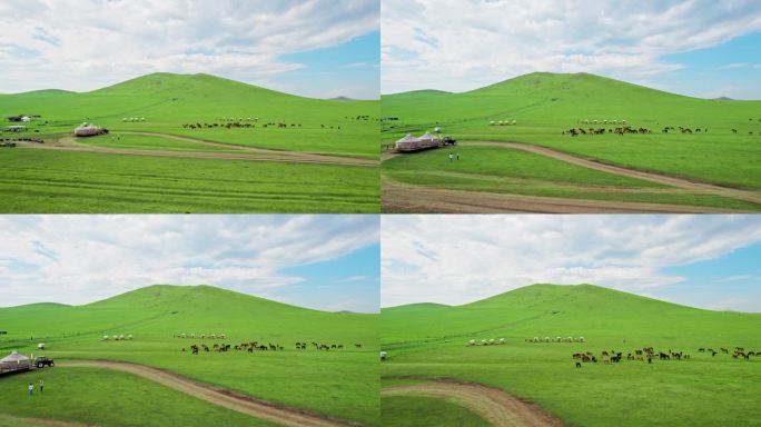 内蒙古大草原黑山头蒙古包营地马群牛群骆驼