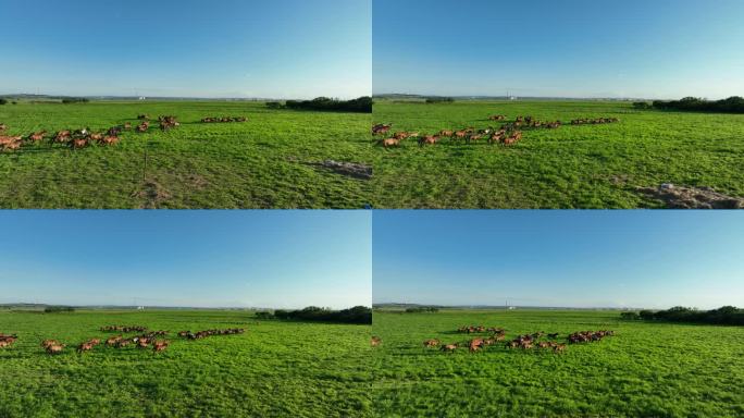草地上奔跑的马群