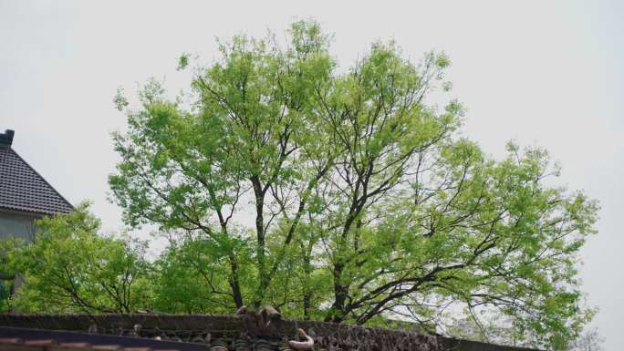 农村乡村花草树林河流池塘空镜