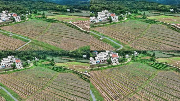 【正版素材】野菊花种植0482