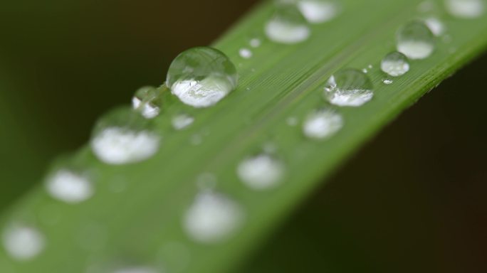 叶子上的水珠雨珠露珠微距特写