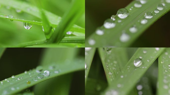 叶子上的水珠雨珠露珠微距特写