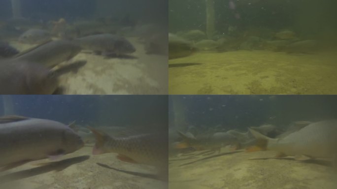 游动的鱼群 鱼群 鱼 游动 水下拍摄