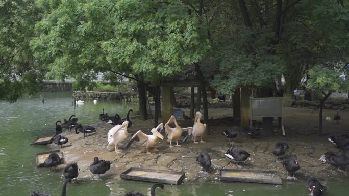 公园 天鹅 实拍素材 动物 禽类